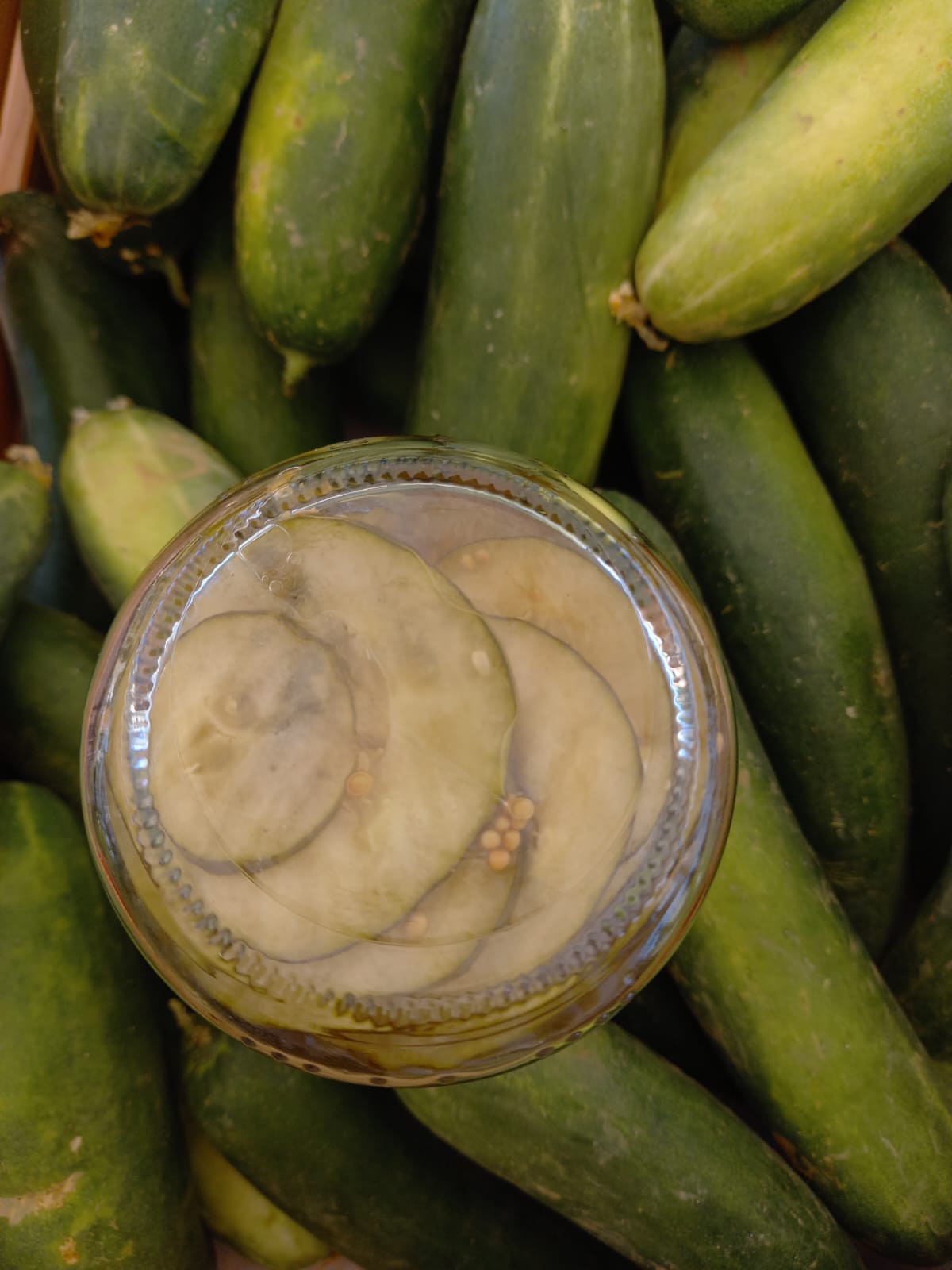 PEPINO AGRIDULCE  BIOALVERDE ECO