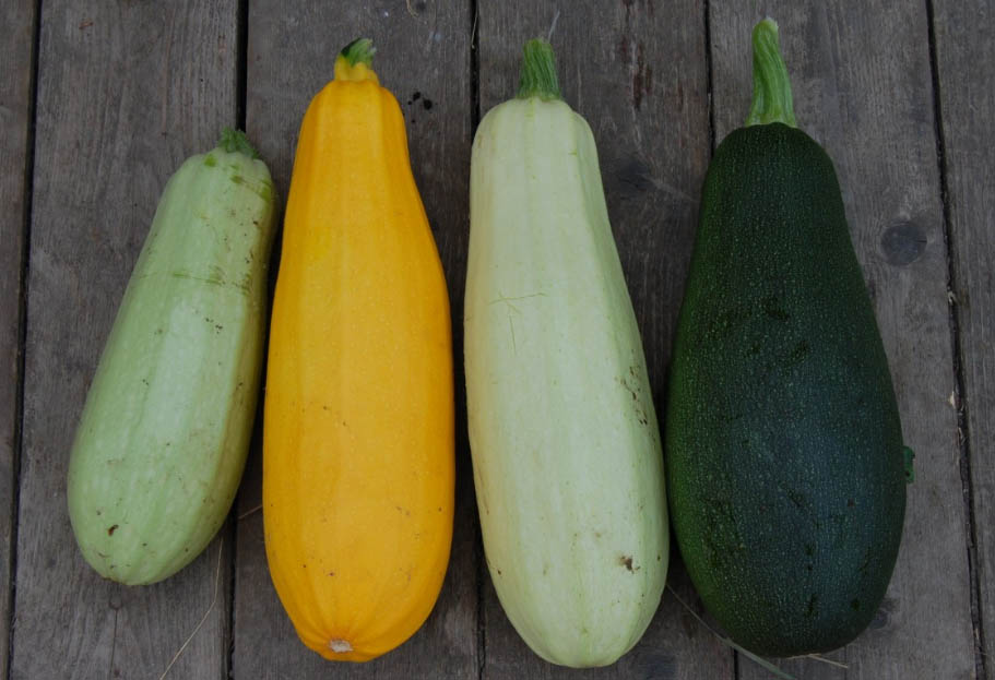 CALABACIN ECO