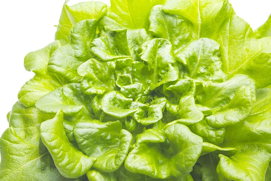 LECHUGA ECO