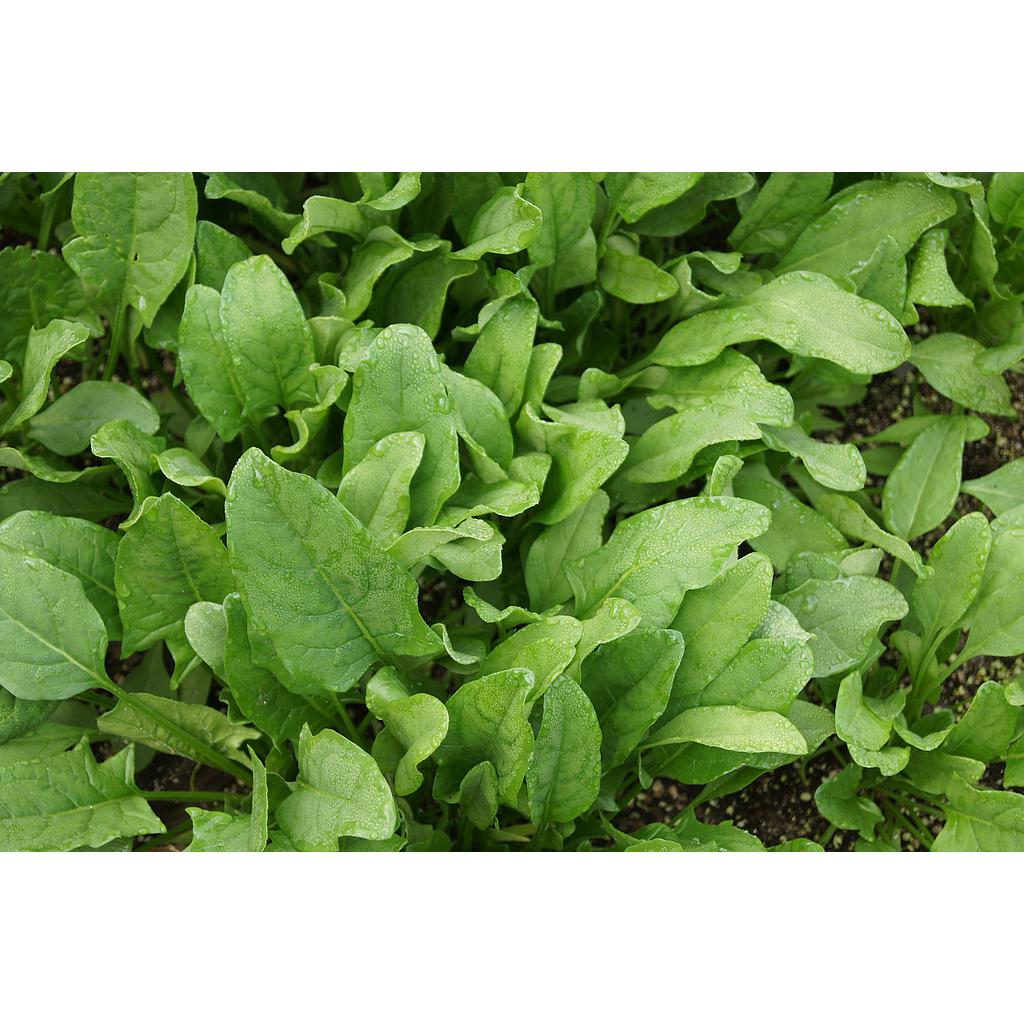 MANOJO DE ESPINACA  ECO